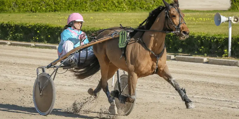 cheval de course , trot